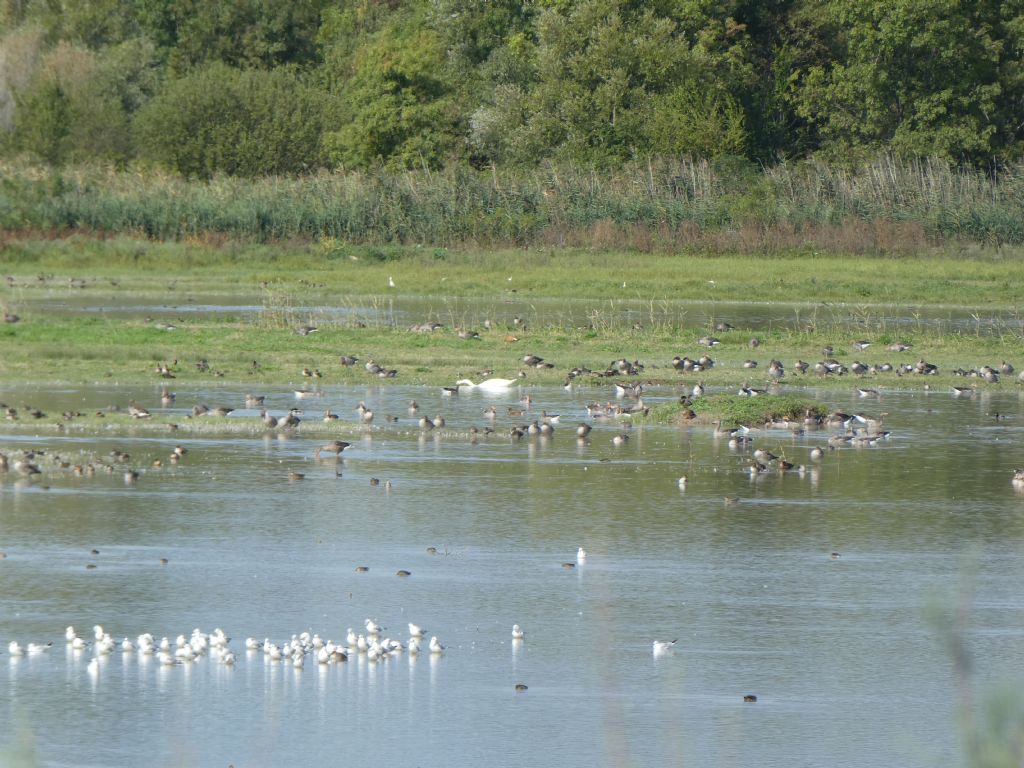 isola della Cona